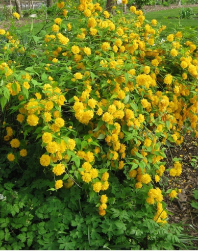 Keria japoneză `Pleniflora
