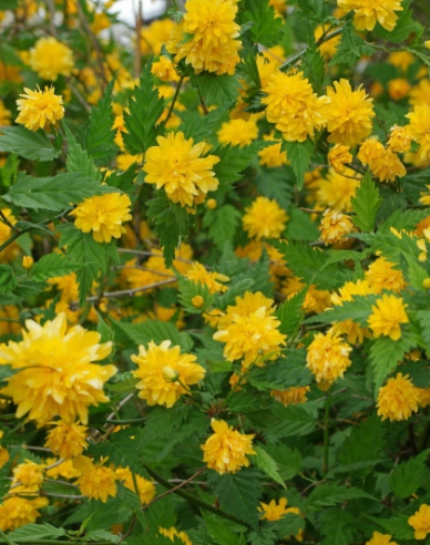 Keria japoneză `Pleniflora