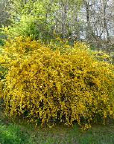 Keria japoneză `Pleniflora