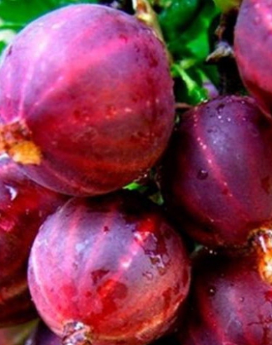 Agriș Spinefree  - tufă