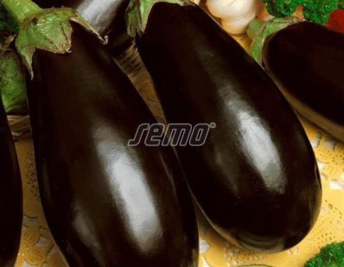 Semințe de vinete (bulb de vinete) ´Krasan´