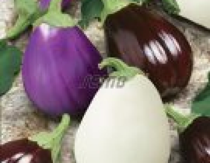 Semințe de vinete (bulb de vinete) ´Mixtura de culori´