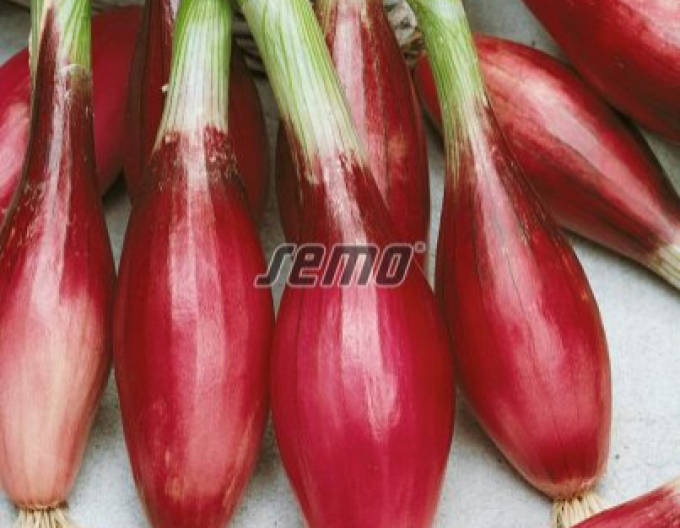 Ceapă de bucătărie Semo ´Mixtura de culori´ pachet