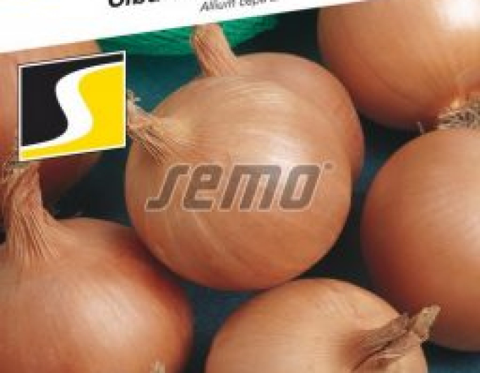 Semo Ceapa ´Lusy´