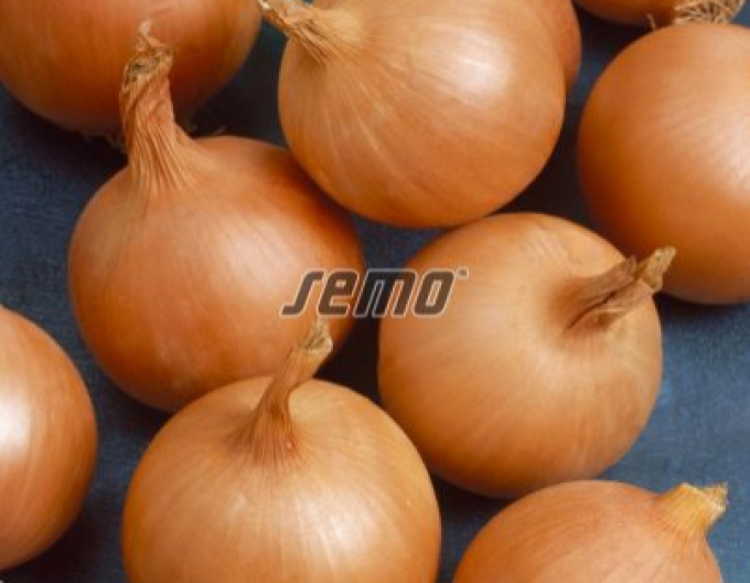 Semo Ceapa ´Lusy´