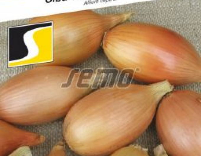 Ceapă de bucătărie Semo Elista