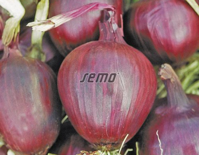 Semo Bucătărie Ceapă Lilia