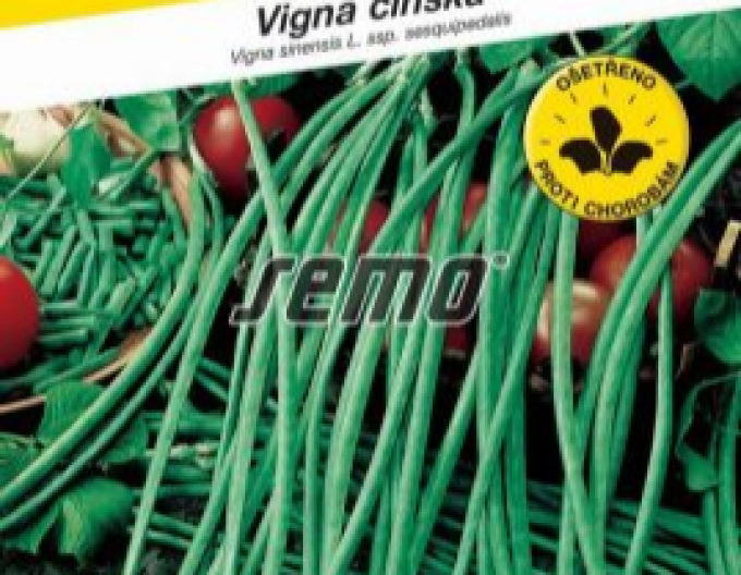 Fasole Semo Metro ( Vigna china)