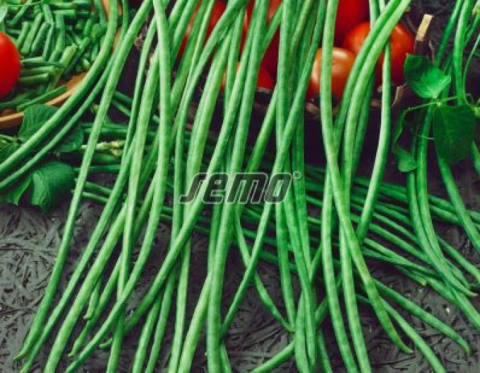 Fasole Semo Metro ( Vigna china)