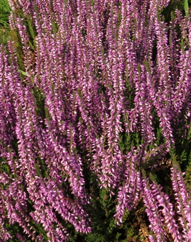 Calluna vulgaris  ´Hilda´