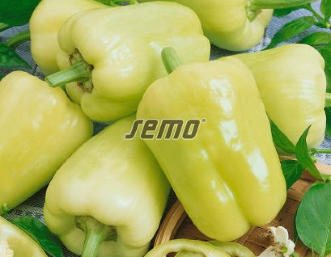 Seed Pepper anual ´Kvadry F1´