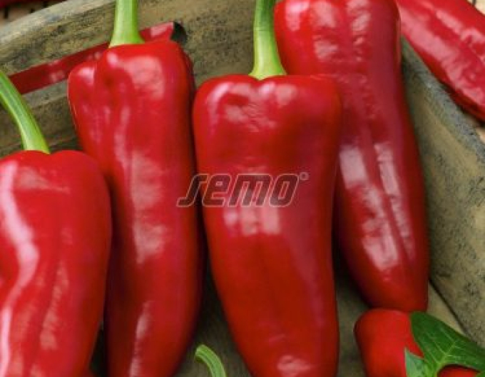 Semințe Paprika anual ´Radmila F1´