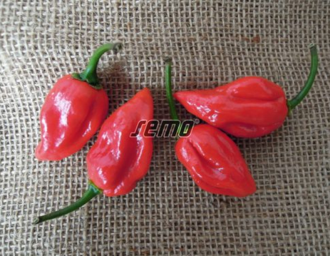 Semințe Paprika anuală "Habanero Red