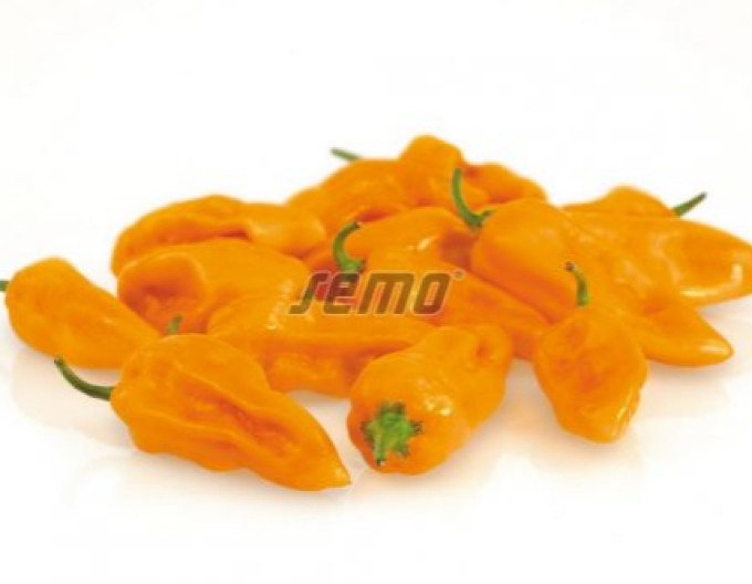 Semințe Paprika anual ´Bhut Jolokia Portocaliu´