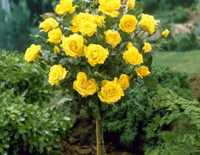 Trandafir de copac Yellow