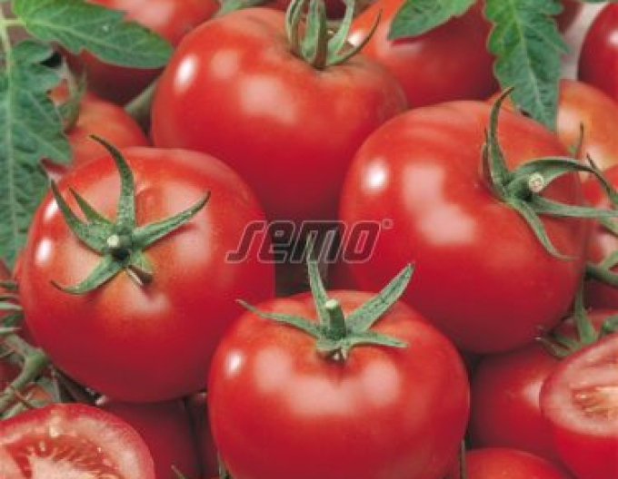 Semințe Tomate Niki Zel F1