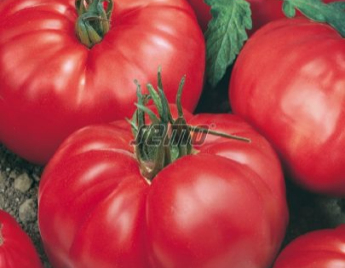 Tomate cu semințe ´Jergus F1´