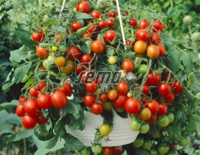 Tomate cu semințe Tombling Tom Red