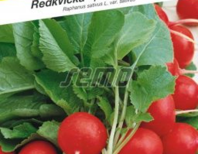 Semințe de ridiche roșie "Sherry Belle