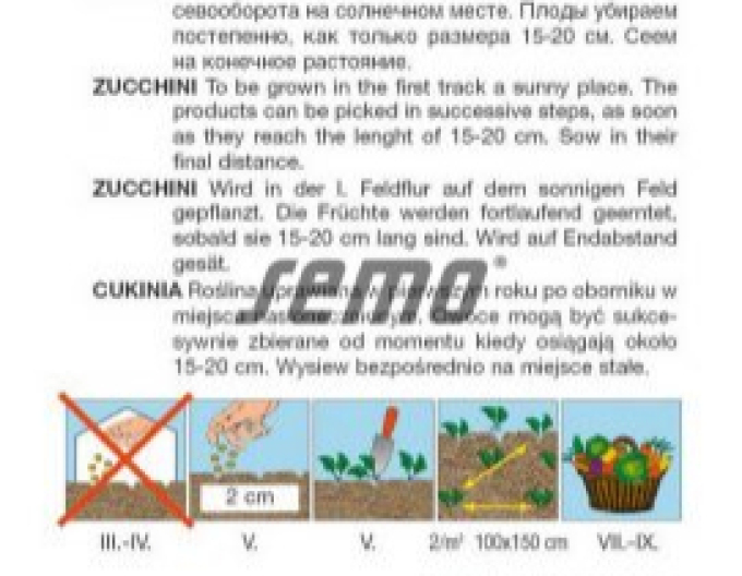 Sămânță Dovleac dovlecel ´Bush Baby F1´
