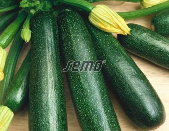 Semințe dovleac dovlecel ´Startgreen F1´