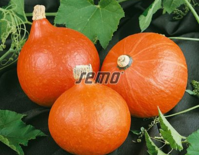 Dovleac cu semințe Hokkaido Orange