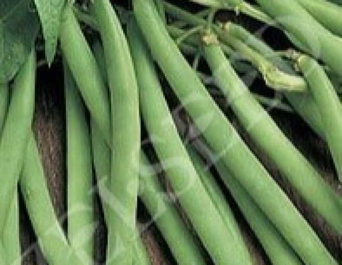 Fasole verde oloagă- fără par