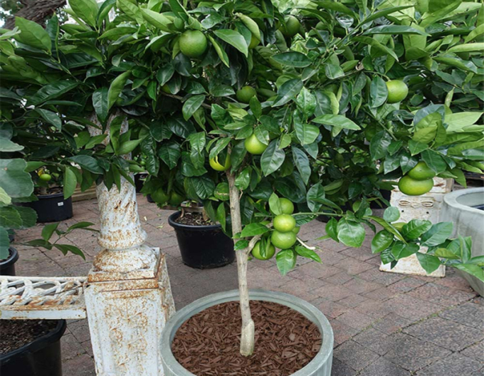 Citrus - Limette