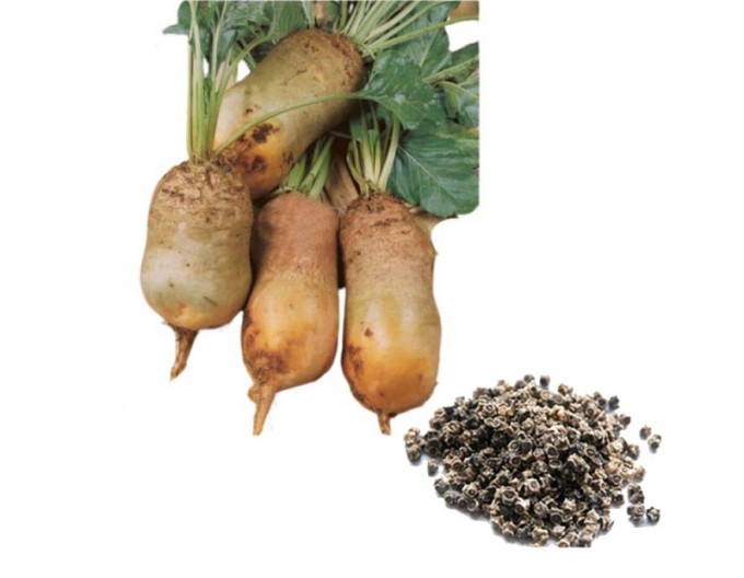 Sedos Sfeclă furajeră ´Buchansky galbenă´ 200g
