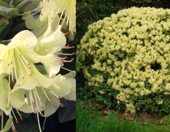 Rhododendron Princess Anne