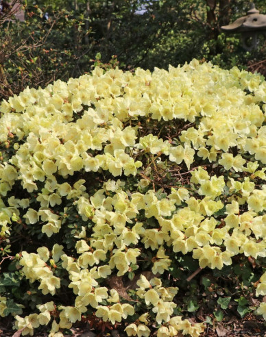 Rhododendron Wren