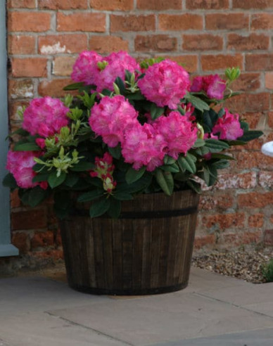 Rhododendron Germania