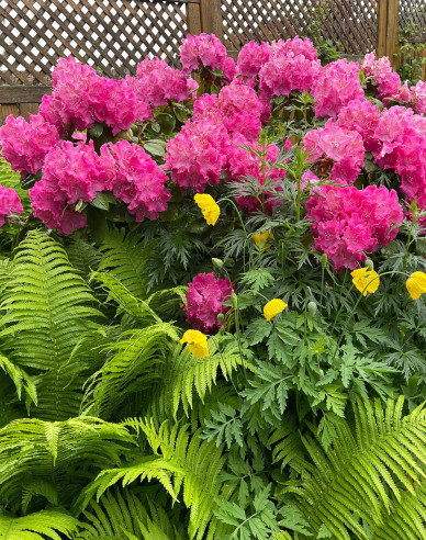 Rhododendron Germania