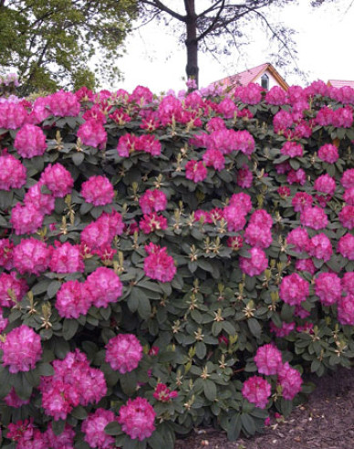 Rhododendron Germania