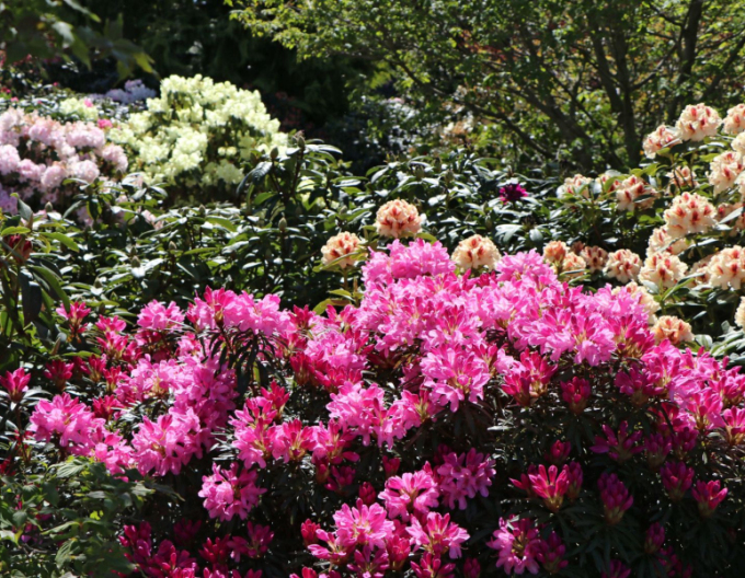 Rhododendron Graziella