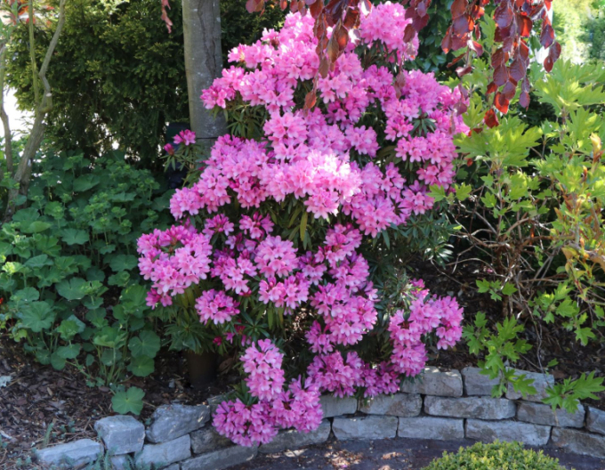 Rhododendron Graziella