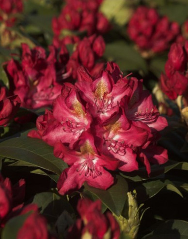 Rhododendron ´Junifeuer´