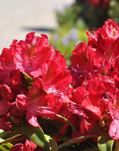 Rhododendron ´Junifeuer´