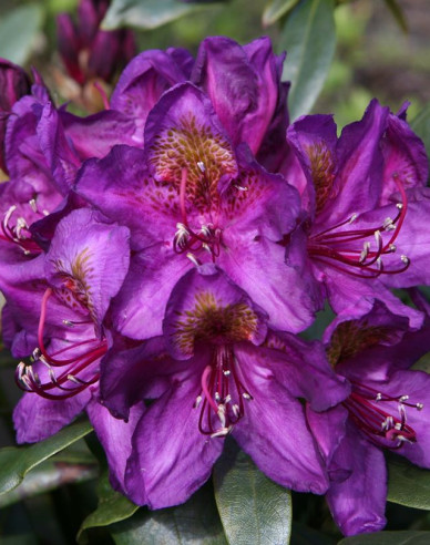 Rhododendron ´Marcel Menard´