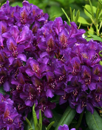Rhododendron ´Marcel Menard´