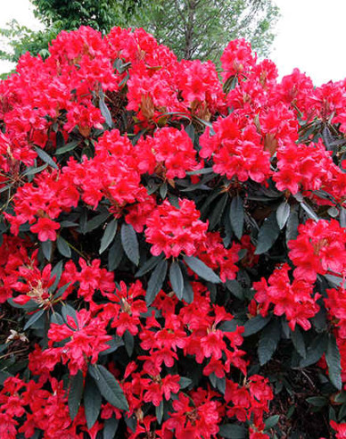 Rhododendron "Red Jack