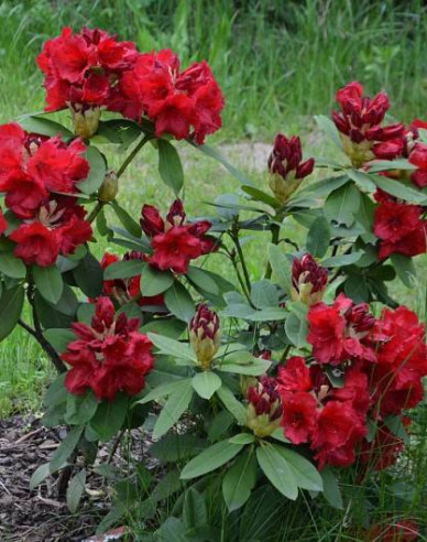 Rhododendron "Red Jack