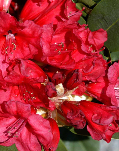 Rhododendron "Red Jack