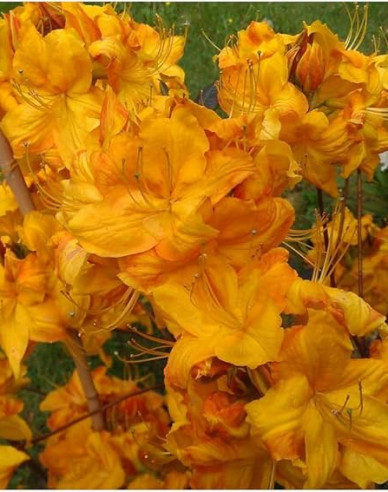 Azalea cu flori mari "Klondyke