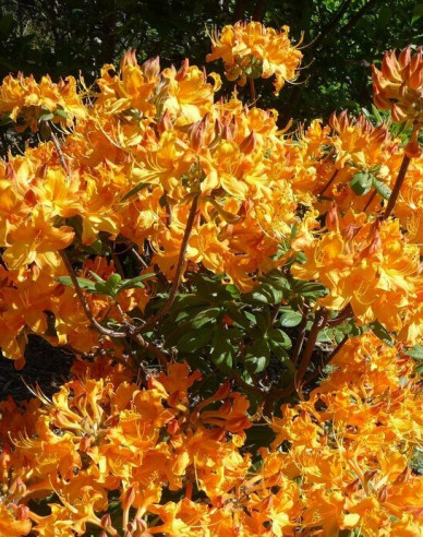 Azalea cu flori mari "Klondyke