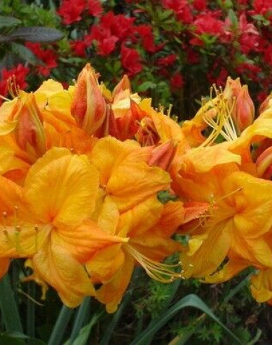 Azalea cu flori mari "Klondyke
