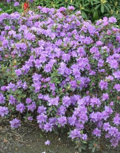 Rhododendron pitic Ramapo