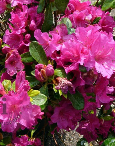 Azalea japoneza Violetta