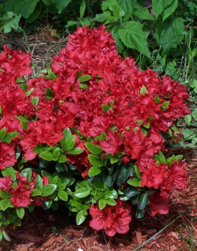 Azalea japonica Hot Shot