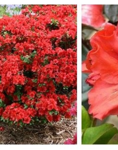 Azalea japonica Hot Shot